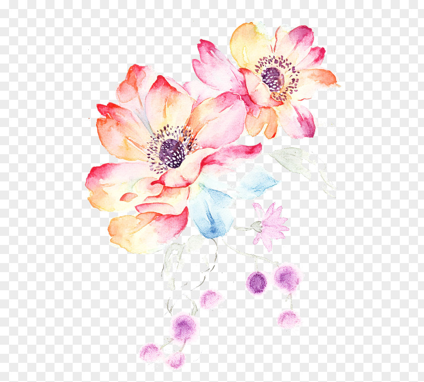 Anemone Flowering Plant Pink Petal Flower Watercolor Paint PNG