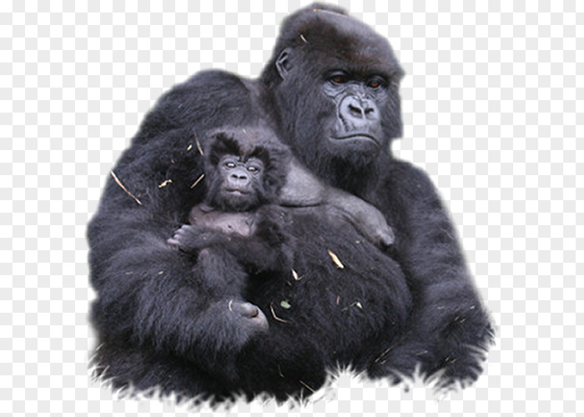 Black Gorilla Bwindi Impenetrable National Park Mountain Ape Virunga Mountains Forest PNG