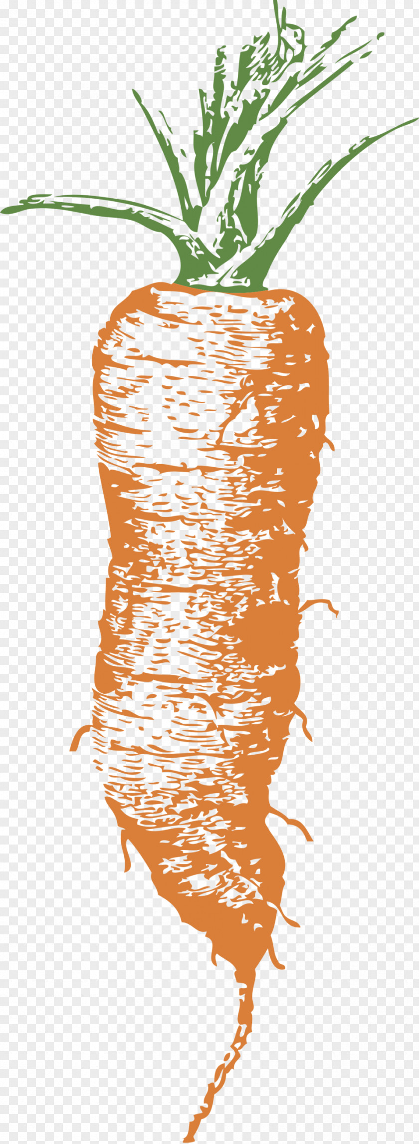 Carrot Clip Art PNG