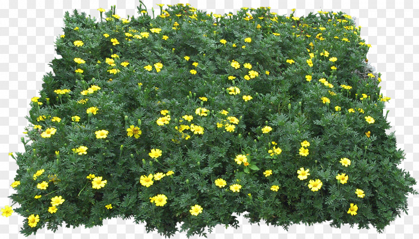 Gazania Yellow Green Flower Plant PNG