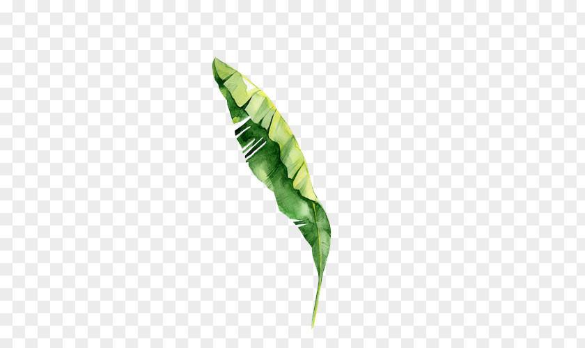 Leaf Royalty-free Tropics Tropical Rainforest PNG
