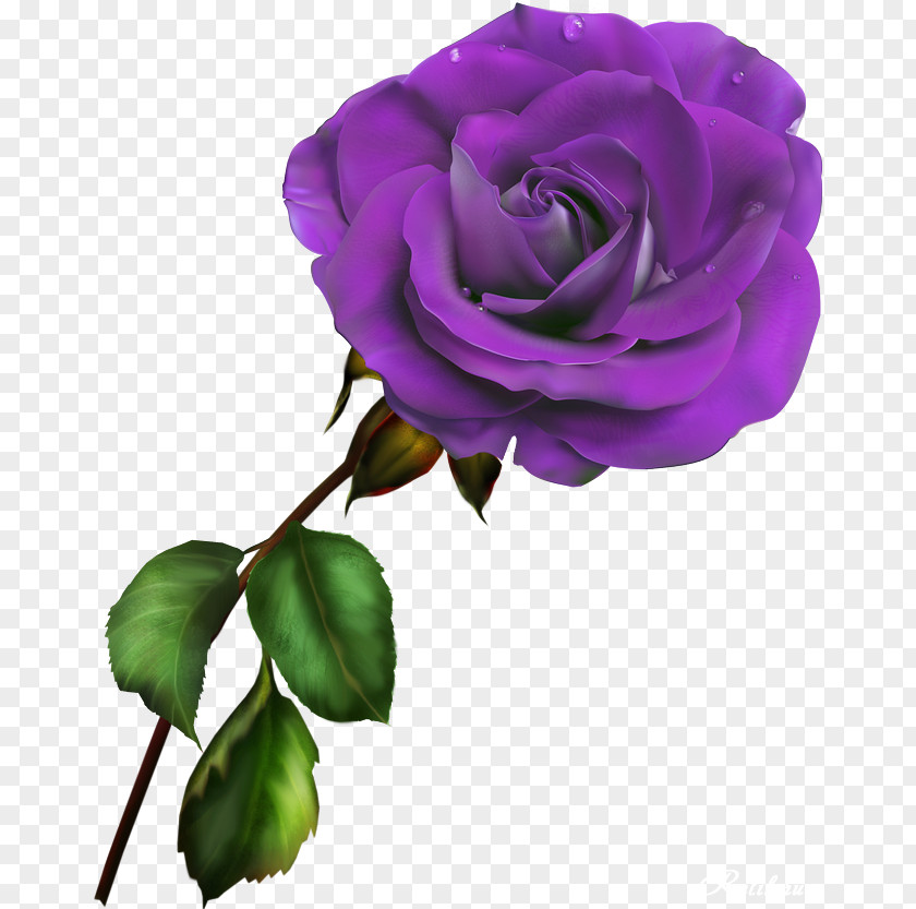 Lilac Flower Garden Roses Blue Rose Rosa Gallica Clip Art PNG