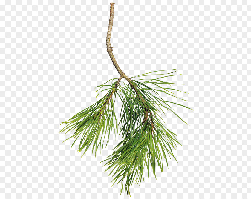 Needles Spruce Pine Fir Christmas Day PNG