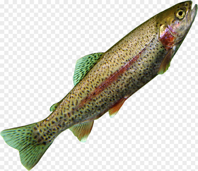 Trout Coastal Cutthroat Northern Pike Salmon Cod PNG