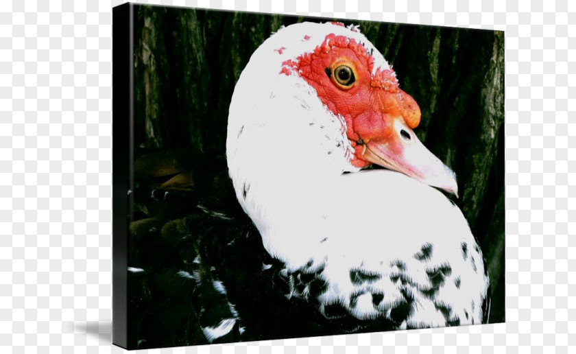 Ugly Duckling Rooster Water Bird Beak Chicken As Food PNG