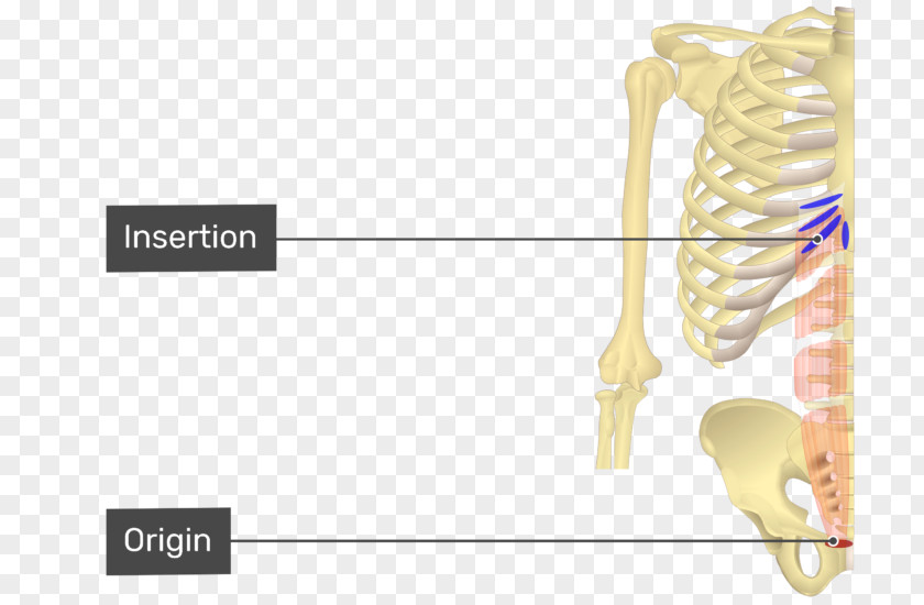Abdominal Internal Oblique Muscle External Rectus Abdominis Serratus Anterior Origin And Insertion PNG