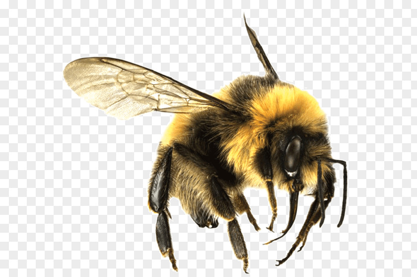 Bee Large PNG Large, bumble bee clipart PNG