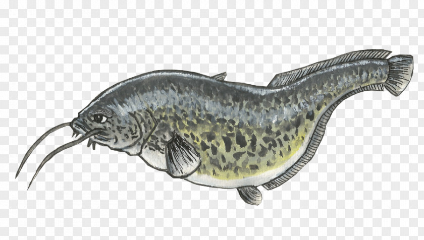 Fish Koi Drawing Common Carp Catfish PNG