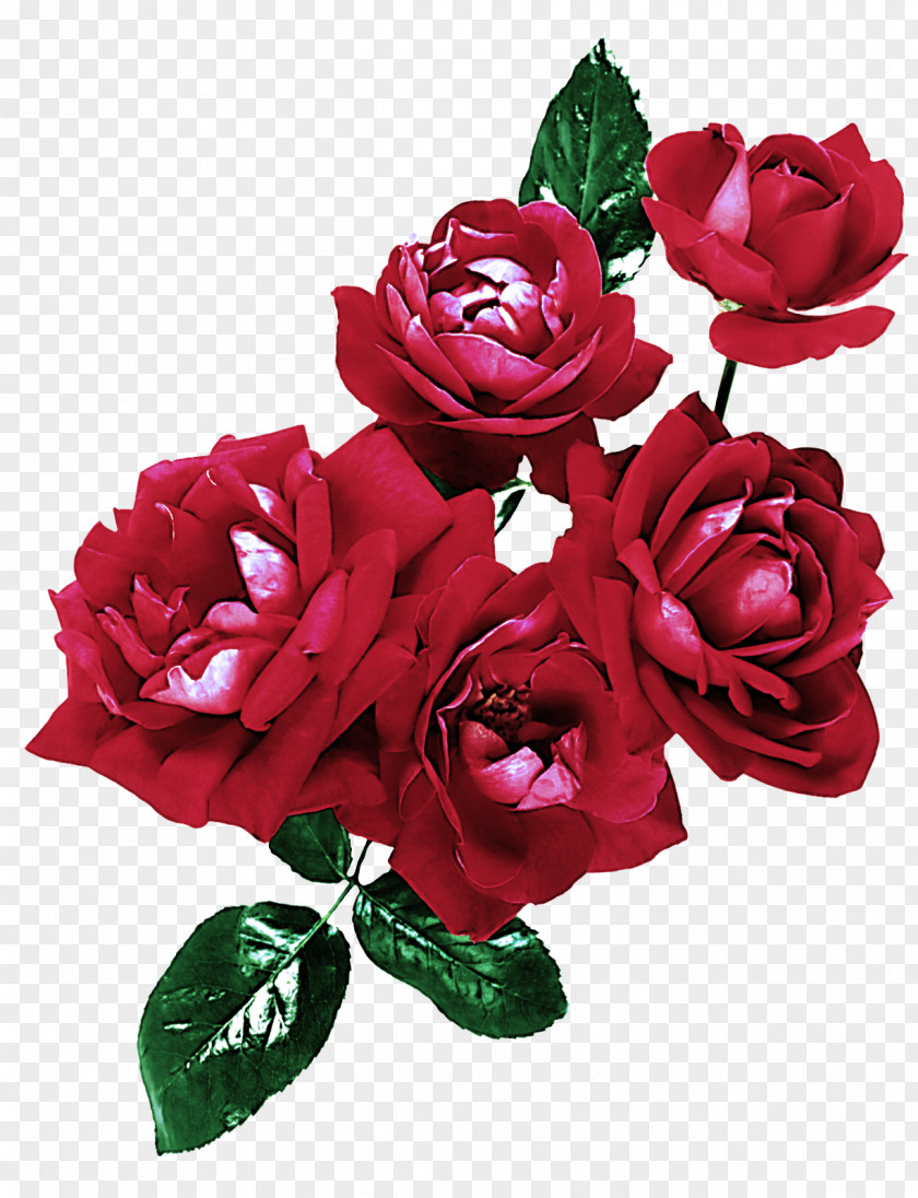 Garden Roses PNG