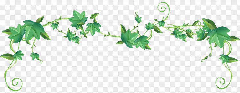 Ivy Clip Art PNG