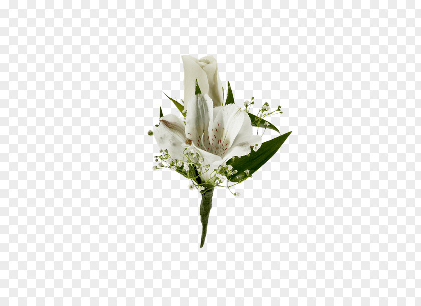 Tulip Magnolia White Lily Flower PNG