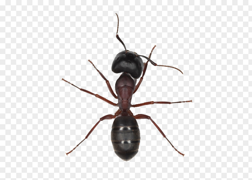 Ant Black Garden Insect Tapinoma Sessile Pharaoh PNG