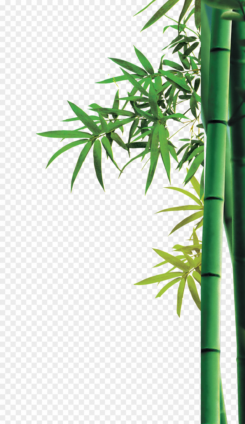 Bamboo Bambusa Oldhamii Green PNG