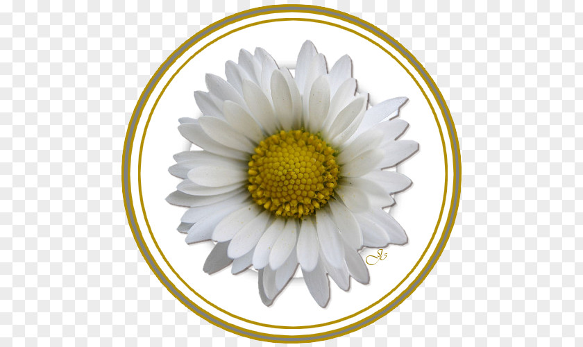 Flower Giphy Drawing White PNG