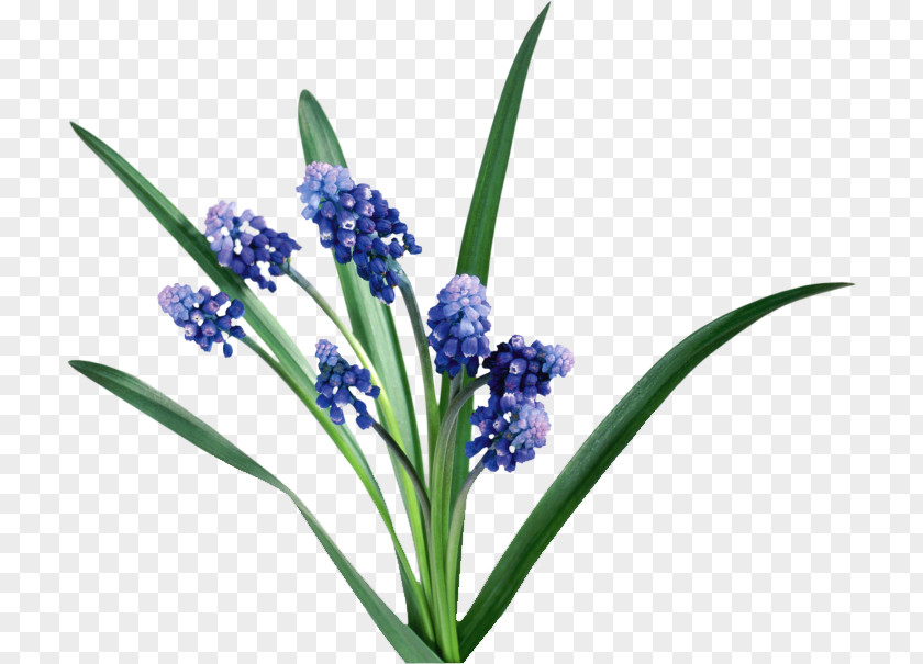 Flower Hyacinth English Lavender Bit Clip Art PNG