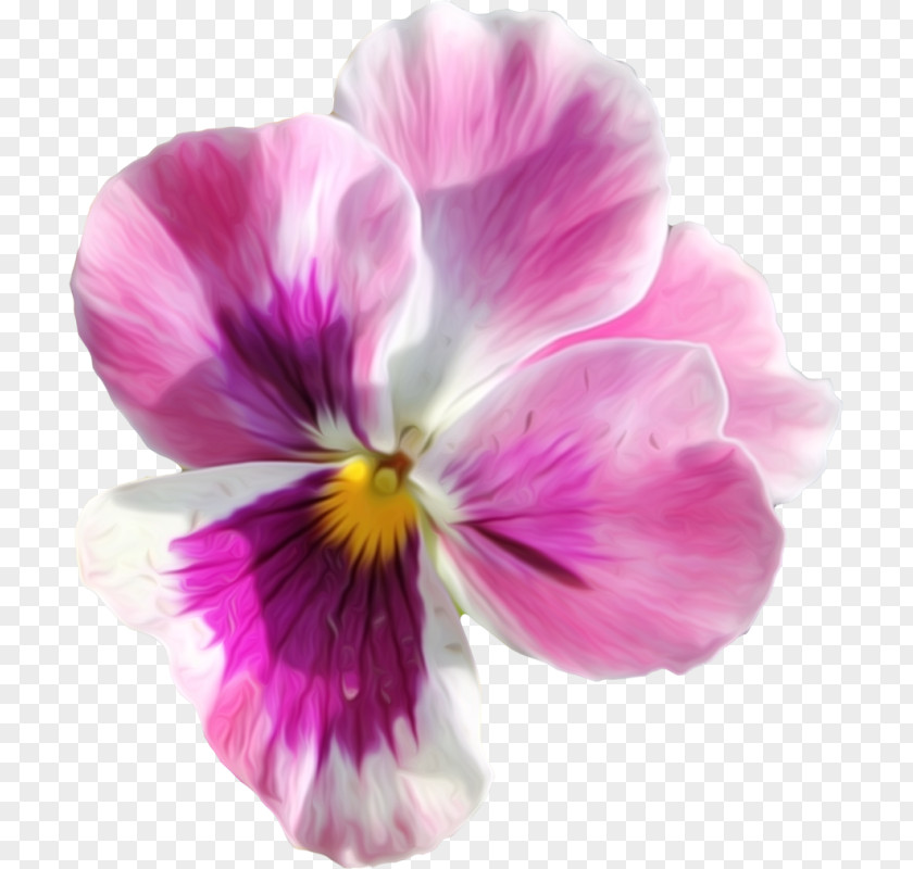 Flower Pansy Wreath PNG
