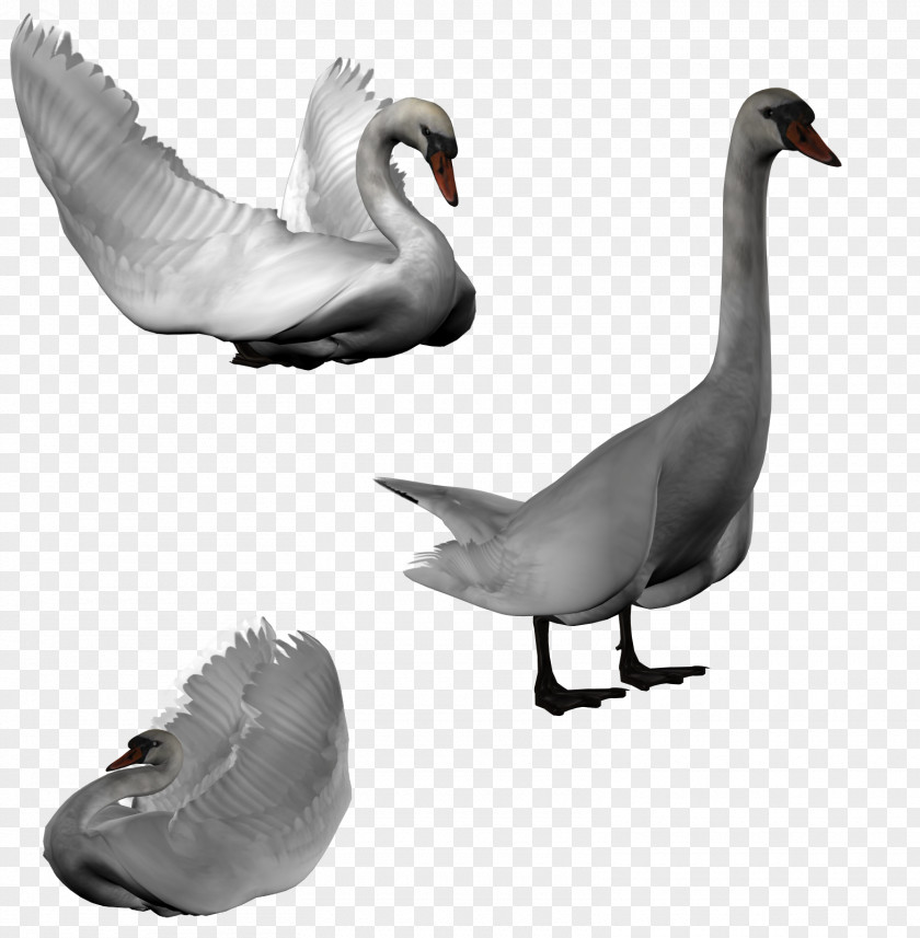 Goose Cygnini Duck Bird Clip Art PNG