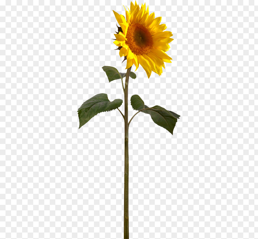 Helianthus Giganteus Plant Stem Perennial Sunflower Seed Royalty-free PNG