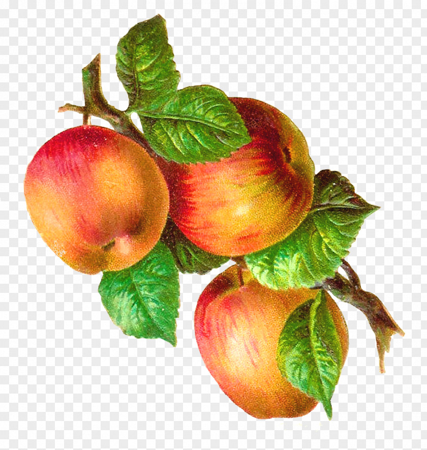 Pinterest Apple Cliparts Macintosh Retro Style Clip Art PNG