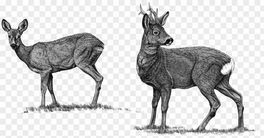 Reindeer Elk Roe Deer Red Moose PNG