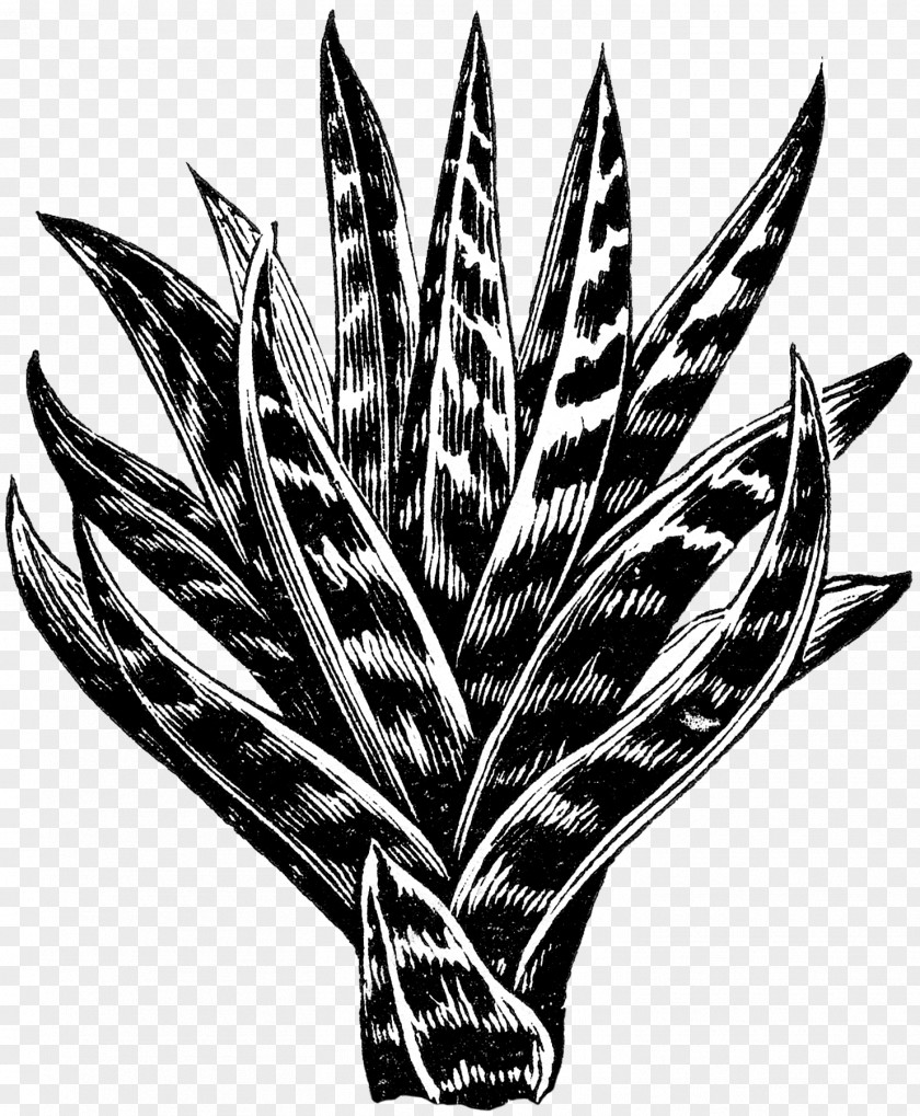 Succulent Button Aloes Image Clip Art PNG