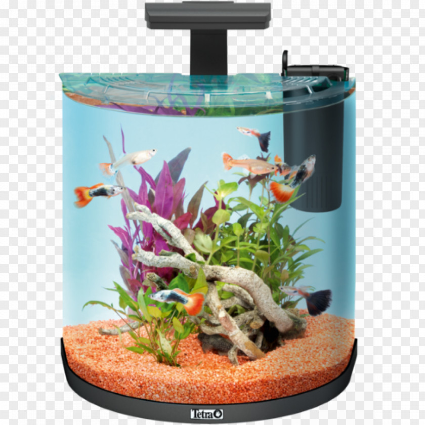 Aquriam Aquarium Tetra Goldfish Liter Pet PNG