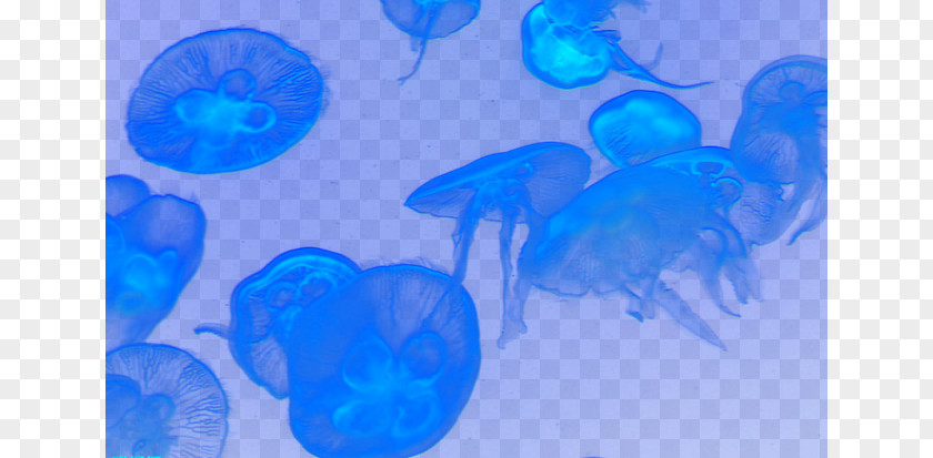 Dream Jellyfish Turquoise Marine Biology Circle Wallpaper PNG