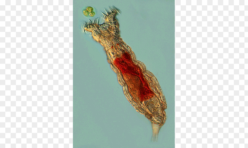 Gastrovascular Cavity Animal Rotifers Fauna Systematics Fossil PNG