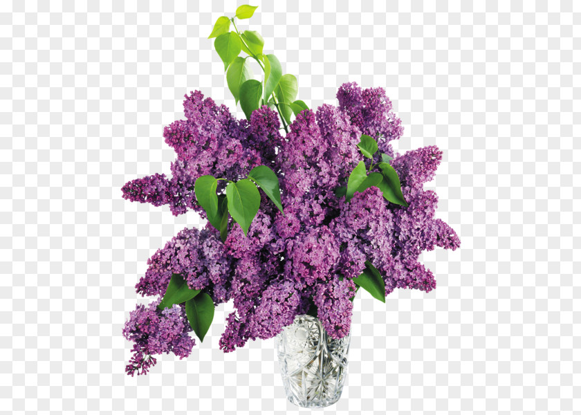 Purple Flowers Common Lilac Vase Clip Art PNG