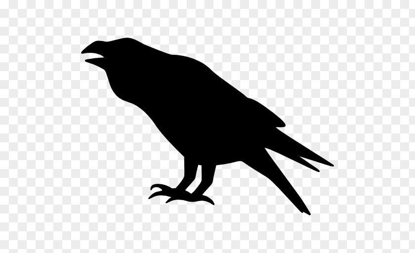 Raven Vector Bird Crow Drawing PNG