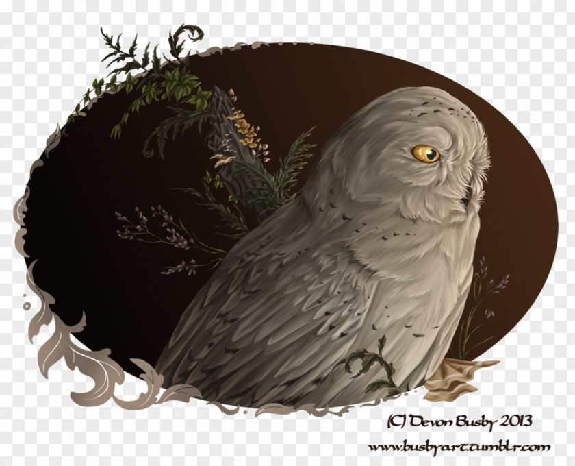 Snowy Owl Tawny Great Grey Horned PNG