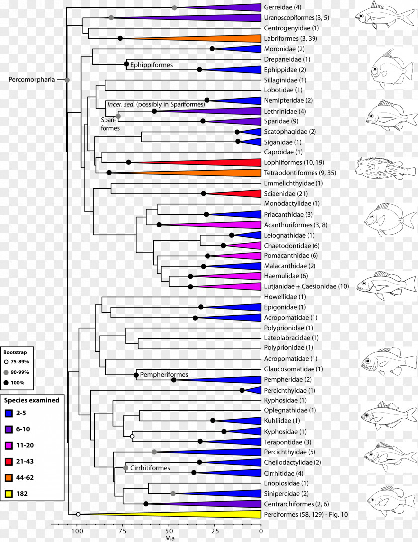 Bush Phylogenetic Tree Perciformes Cladogram Phylogenetics Cladistics PNG