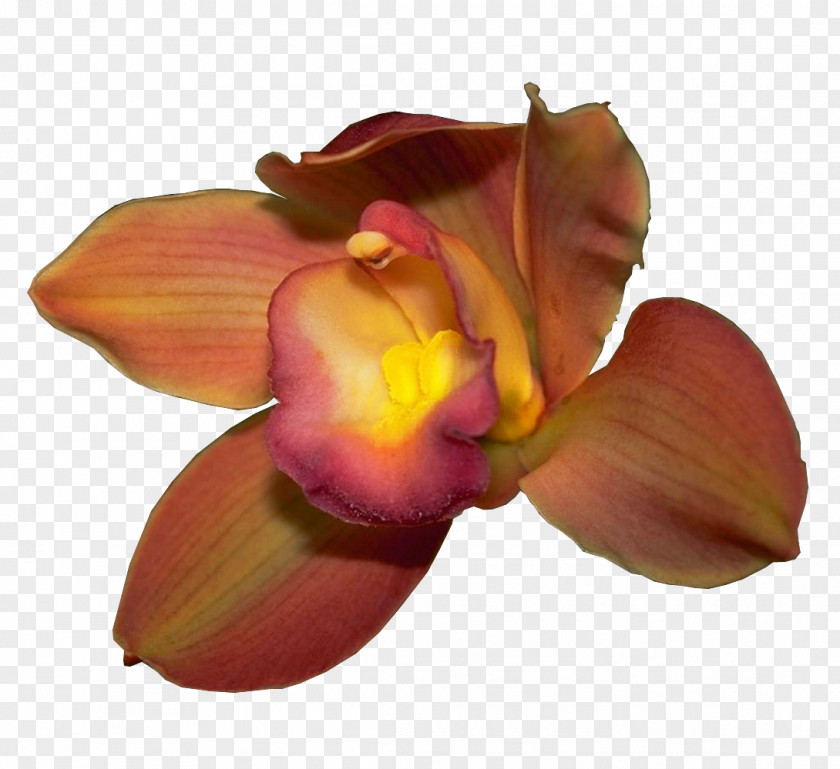 數據 Cattleya Orchids Petal Boat Orchid PNG