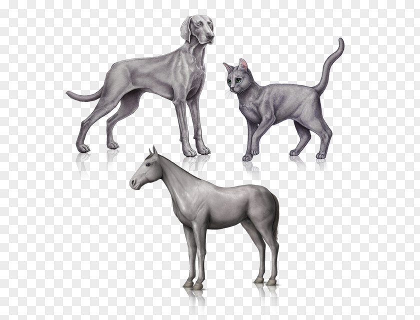 Craig View Veterinary Clinic Great Dane Weimaraner Dog Breed Non-sporting Group PNG