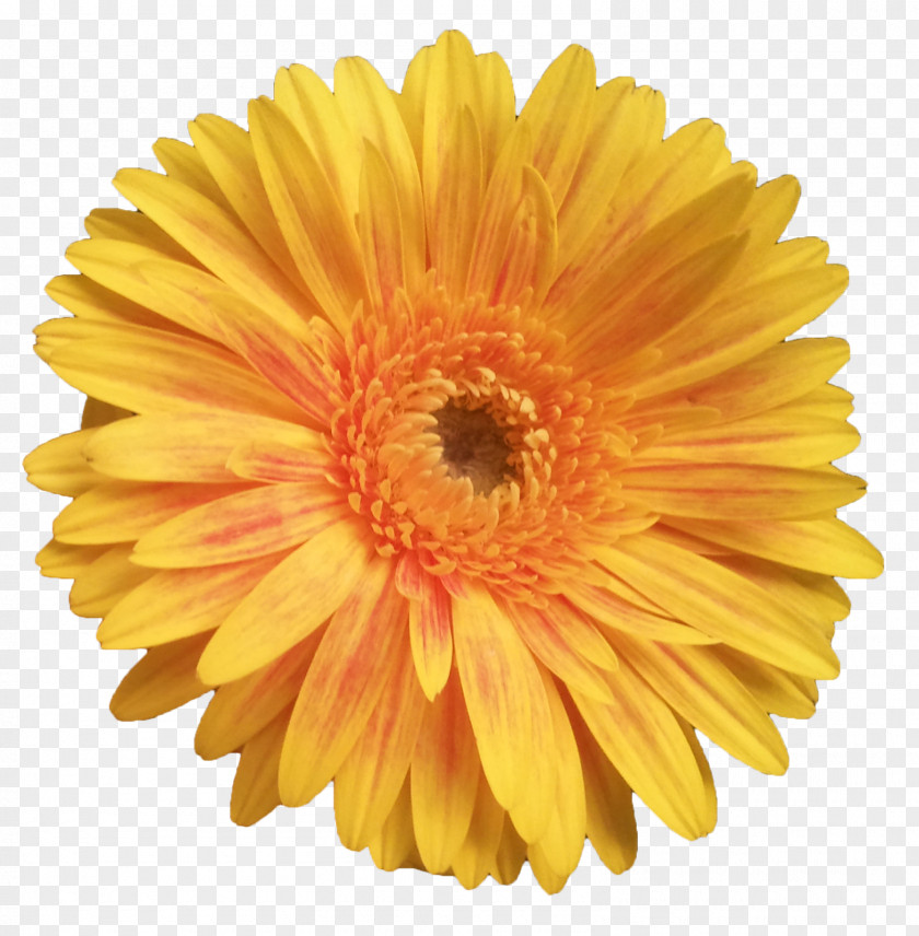 Flor Cut Flowers Transvaal Daisy Dahlia Common PNG