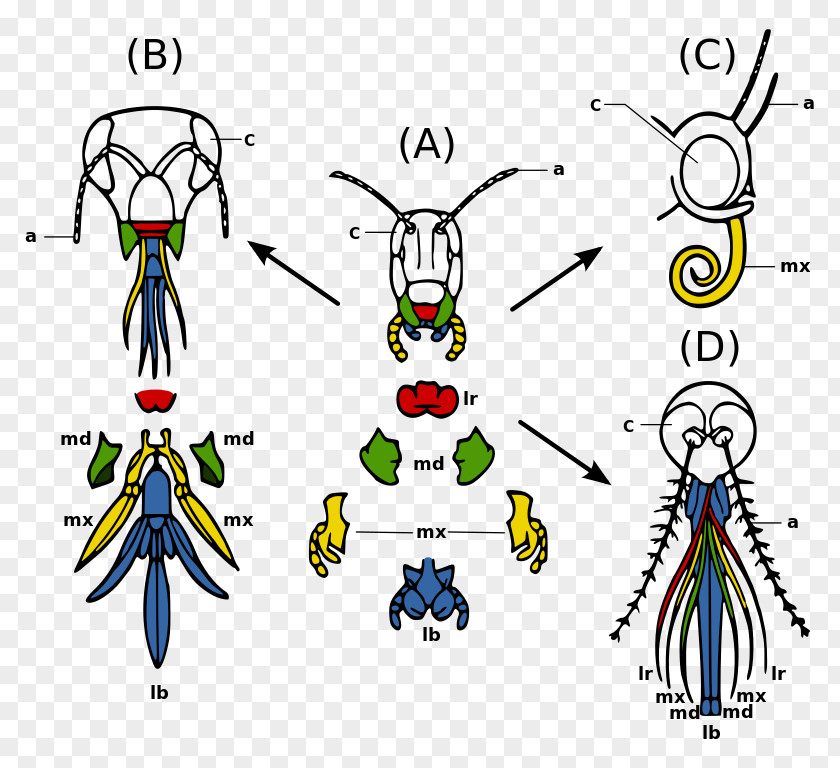 Insect Mouthparts Mosquito Arthropod Morphology PNG