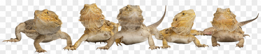 Lizard Reptile Central Bearded Dragon Pet Agamidae PNG