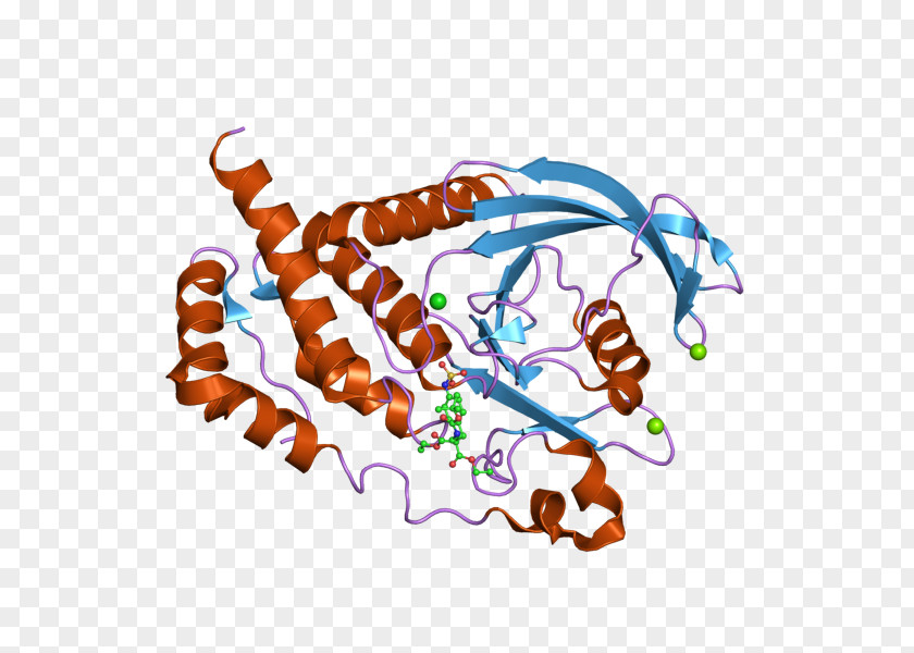 PTPRB Art Protein Tyrosine Phosphatase PNG