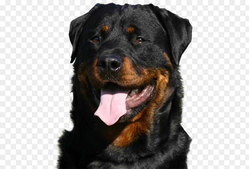 Puppy Rottweiler Greeting & Note Cards Birthday Christmas Card PNG