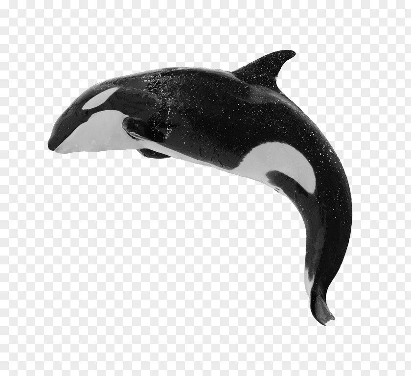 Whale Killer Baleen Humpback Blue PNG