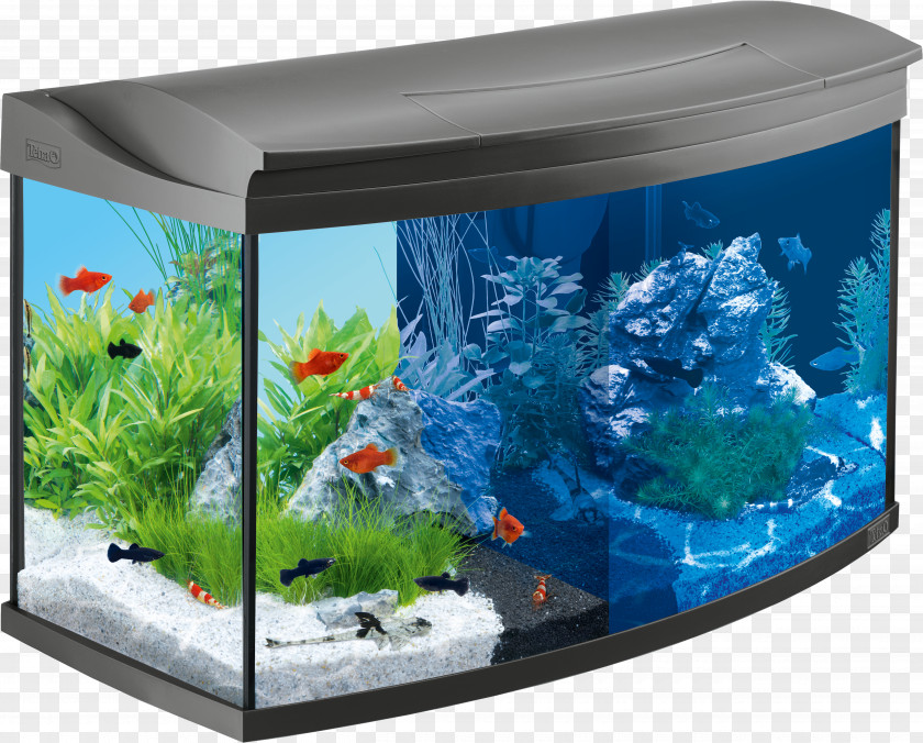 Aquarium Goldfish Tetra Liter Paludarium PNG