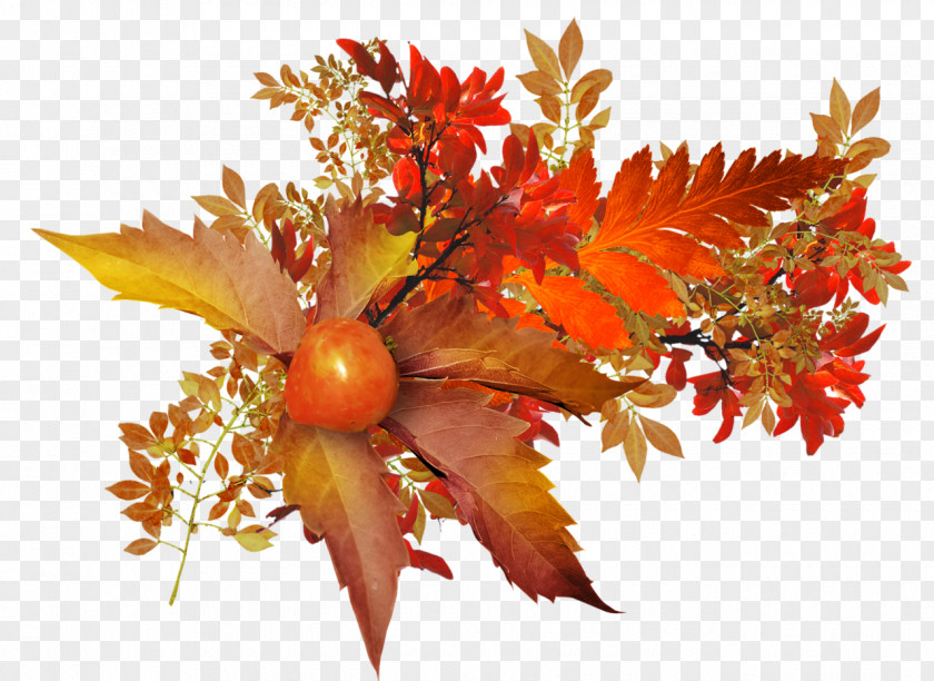 Autumn Leaf Fruit PNG