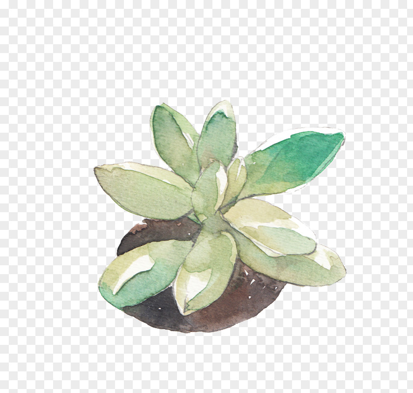 Fleshy Baby Watercolour Flowers Watercolor: Watercolor Painting Drawing PNG