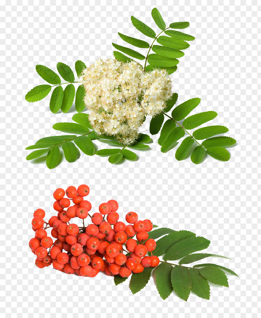 Green Herbs Rowan Sorbus Aucuparia Domestica Fraxinus Americana Aria PNG