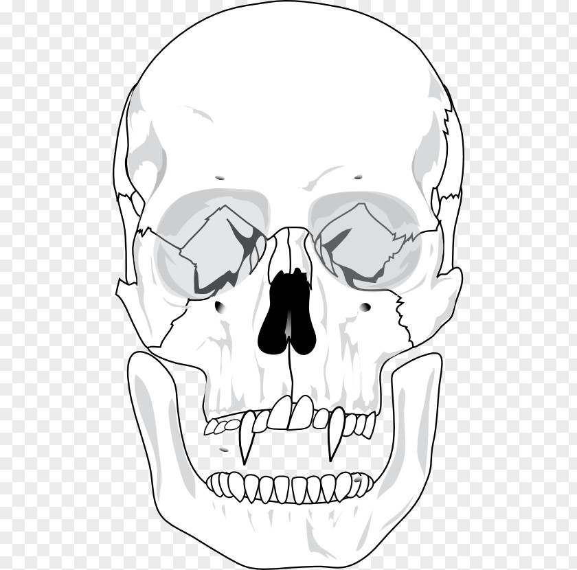 Skull Human Skeleton Anatomy Bone PNG