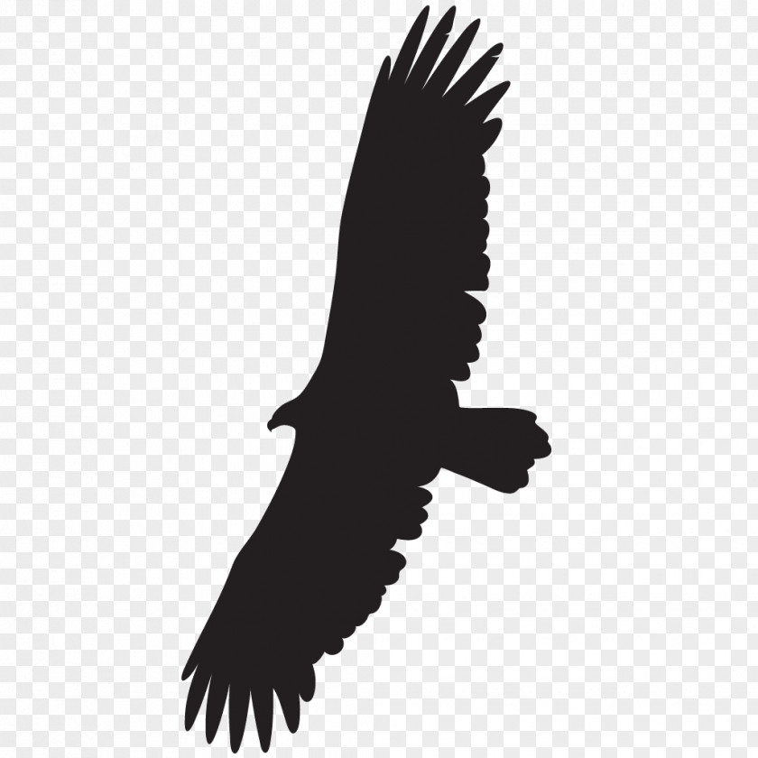 Bird Cornell Lab Of Ornithology Turkey Vulture Black PNG