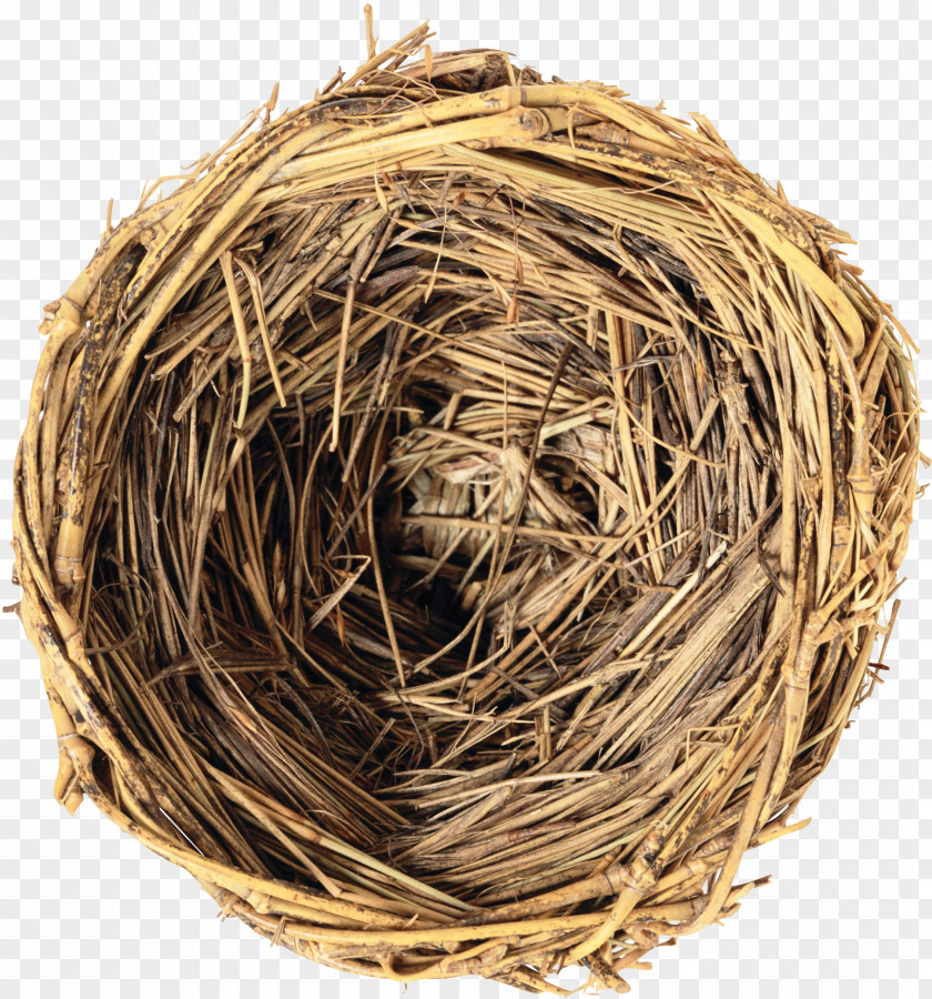 Bird Grass Nest Making Globalization Work Georgia PNG