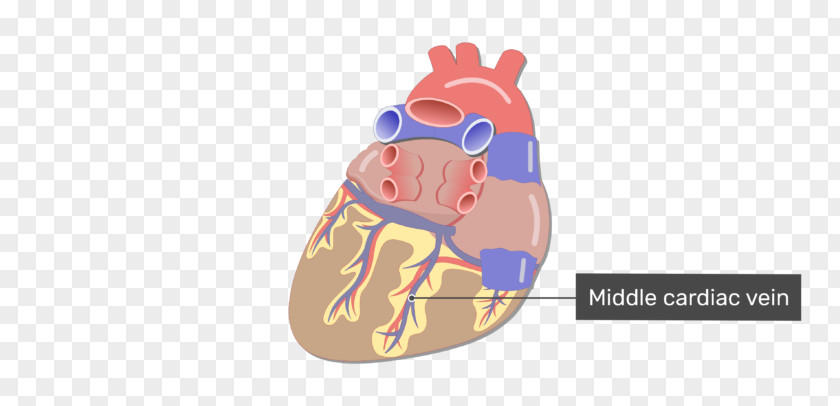 Left Ventricle Heart Coronary Circulation Small Cardiac Vein Sinus Great PNG