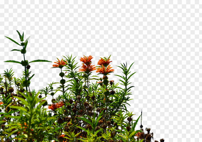 Nursery Wildflower Stock Photography Clip Art PNG