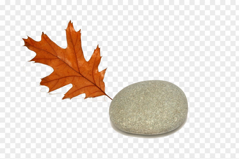 Stone Art Sebastopol Autumn Leaf Color Oak PNG